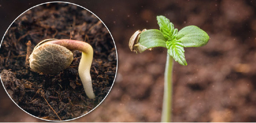 Cómo se germina una semilla para tener una planta de cannabis? – Radio  Nacional